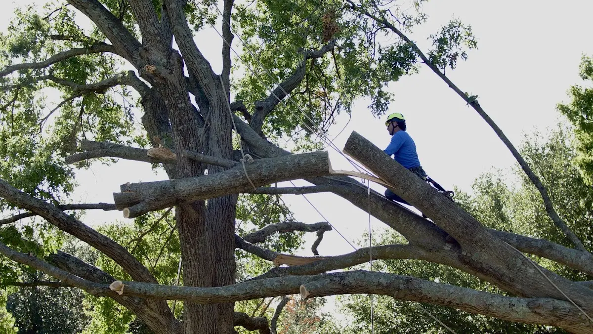 Professional Hazardous Tree Removal performed by certified arborists in Delray